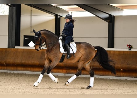 Hanovrien, Hongre, 14 Ans, 180 cm, Bai