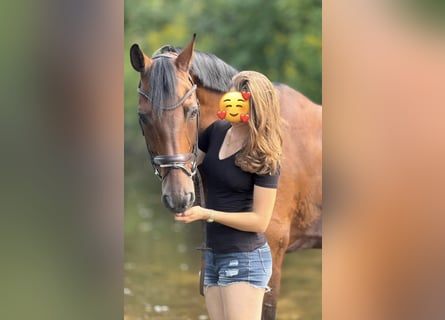 Hanovrien, Hongre, 18 Ans, 166 cm, Bai