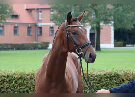 Hanovrien, Hongre, 2 Ans, 167 cm, Bai