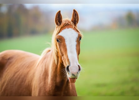 Hanovrien, Hongre, 2 Ans, 168 cm, Alezan