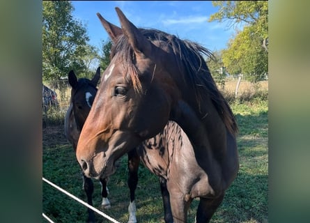 Hanovrien, Hongre, 2 Ans, 172 cm, Bai brun