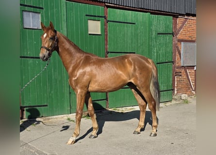 Hanovrien, Hongre, 2 Ans, 176 cm, Alezan