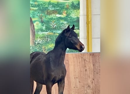 Hanovrien, Hongre, 2 Ans, Bai brun