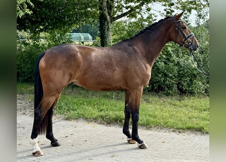 Hanovrien, Hongre, 3 Ans, 157 cm, Bai