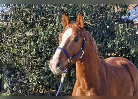 Hanovrien, Hongre, 3 Ans, 162 cm, Alezan