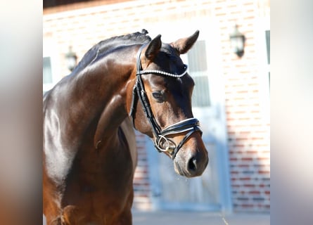Hanovrien, Hongre, 3 Ans, 162 cm, Bai brun