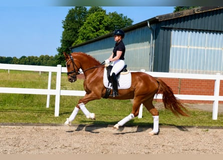 Hanovrien, Hongre, 3 Ans, 165 cm, Alezan