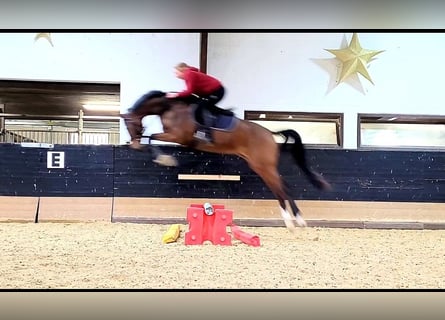 Hanovrien, Hongre, 3 Ans, 165 cm, Bai cerise