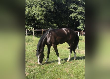 Hanovrien, Hongre, 3 Ans, 165 cm, Noir