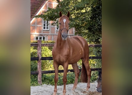 Hanovrien, Hongre, 3 Ans, 166 cm, Alezan