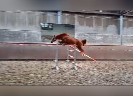 Hanovrien, Hongre, 3 Ans, 166 cm, Alezan