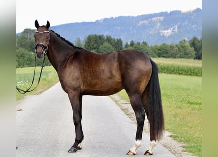 Hanovrien, Hongre, 3 Ans, 166 cm, Bai brun