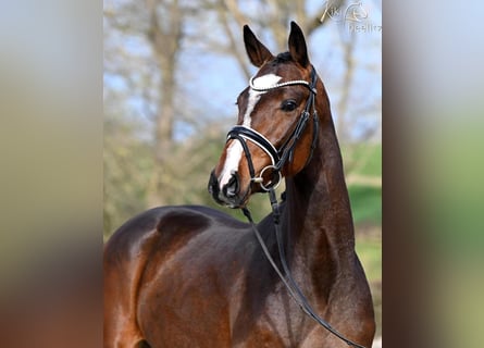 Hanovrien, Hongre, 3 Ans, 166 cm, Bai