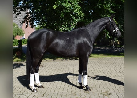 Hanovrien, Hongre, 3 Ans, 166 cm, Noir
