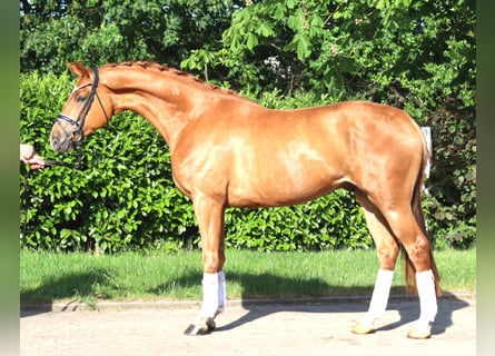 Hanovrien, Hongre, 3 Ans, 167 cm, Alezan
