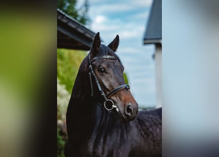 Hanovrien, Hongre, 3 Ans, 167 cm, Bai cerise