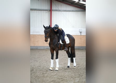 Hanovrien, Hongre, 3 Ans, 167 cm, Bai
