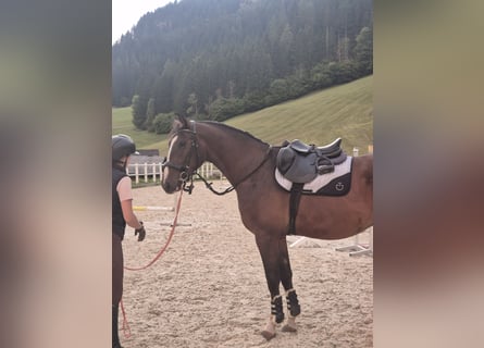 Hanovrien, Hongre, 3 Ans, 167 cm, Bai