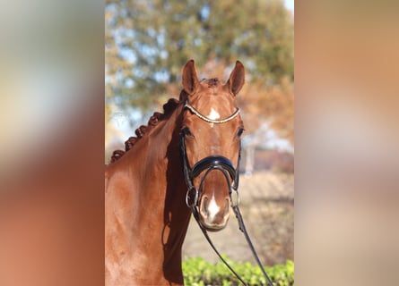 Hanovrien, Hongre, 3 Ans, 168 cm, Alezan