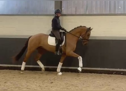 Hanovrien, Hongre, 3 Ans, 168 cm, Alezan