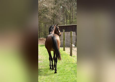 Hanovrien, Hongre, 3 Ans, 168 cm, Bai brun