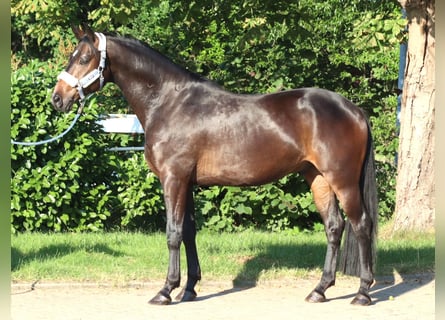 Hanovrien, Hongre, 3 Ans, 168 cm, Bai