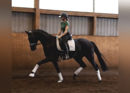 Hanovrien, Hongre, 3 Ans, 168 cm, Noir