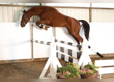 Hanovrien, Hongre, 3 Ans, 169 cm, Alezan