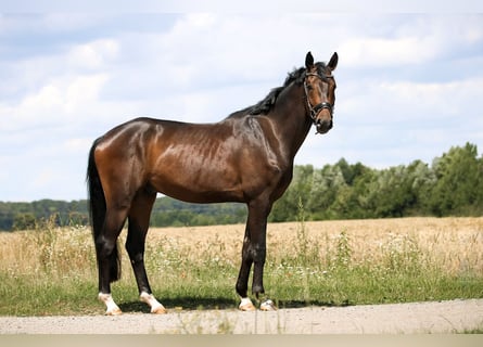 Hanovrien, Hongre, 3 Ans, 170 cm, Bai brun foncé