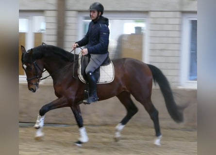 Hanovrien, Hongre, 3 Ans, 170 cm, Bai