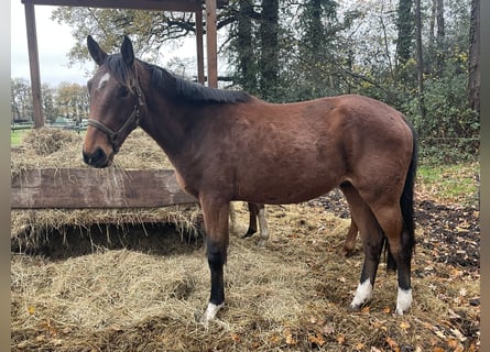 Hanovrien, Hongre, 3 Ans, 170 cm, Bai