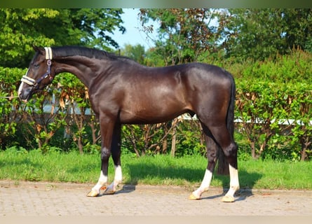 Hanovrien, Hongre, 3 Ans, 170 cm, Noir