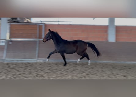 Hanovrien, Hongre, 3 Ans, 172 cm, Bai