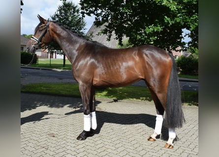 Hanovrien, Hongre, 3 Ans, 172 cm, Bai