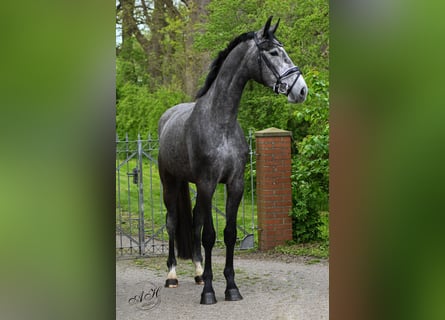 Hanovrien, Hongre, 3 Ans, 172 cm, Gris noir