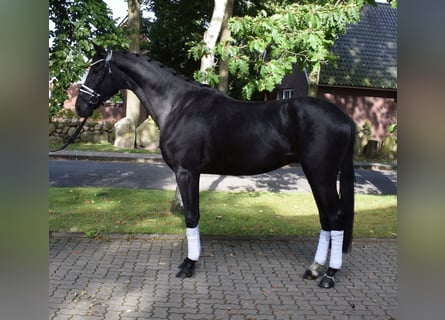 Hanovrien, Hongre, 3 Ans, 172 cm, Noir