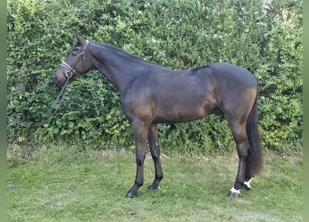 Hanovrien, Hongre, 3 Ans, 173 cm, Bai brun foncé