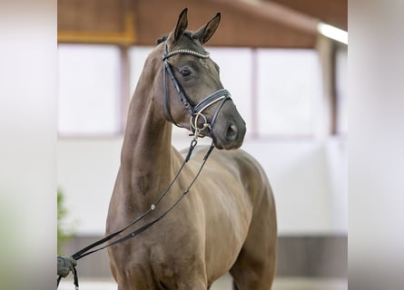 Hanovrien, Hongre, 3 Ans, 173 cm, Noir