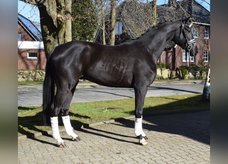 Hanovrien, Hongre, 3 Ans, 174 cm, Noir