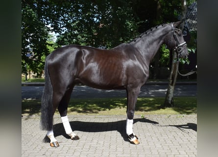 Hanovrien, Hongre, 3 Ans, 174 cm, Noir