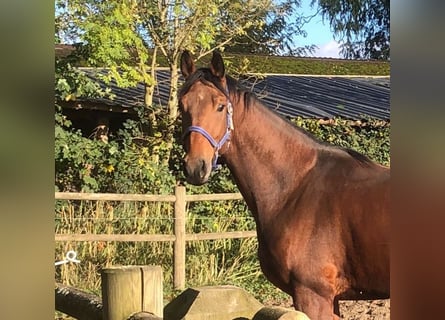 Hanovrien, Hongre, 3 Ans, 175 cm, Bai
