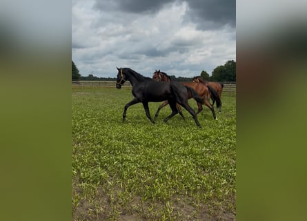 Hanovrien, Hongre, 3 Ans, 175 cm, Noir