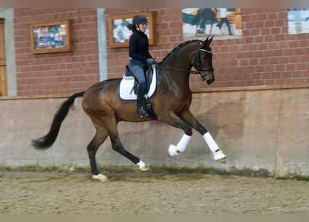 Hanovrien, Hongre, 3 Ans, 176 cm, Bai