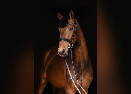 Hanovrien, Hongre, 3 Ans, Bai cerise