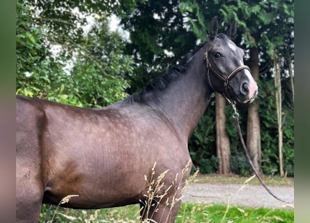 Hanovrien, Hongre, 3 Ans, Noir