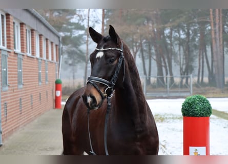 Hanovrien, Hongre, 4 Ans, 157 cm, Bai brun