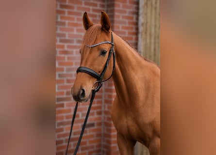 Hanovrien, Hongre, 4 Ans, 158 cm, Alezan