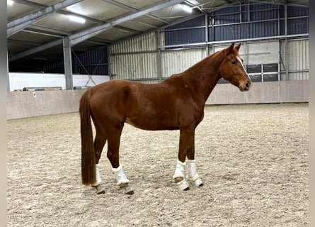 Hanovrien, Hongre, 4 Ans, 160 cm, Alezan brûlé