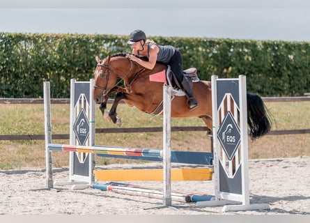 Hanovrien, Hongre, 4 Ans, 160 cm, Bai cerise