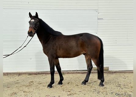 Hanovrien, Hongre, 4 Ans, 160 cm, Bai